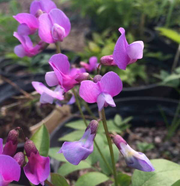 Spring Pea Up to 0.4m high Small mauve blue flowers, 3-15 per stem. Narrow leaflets Scent = 0